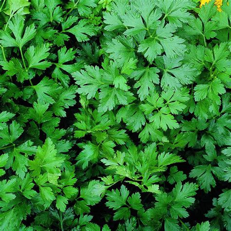 Parsley – Plant – Plantslive