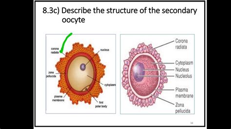 TOPIC 8 : NOTE : STRUCTURE OF SECONDARY OOCYTE - YouTube