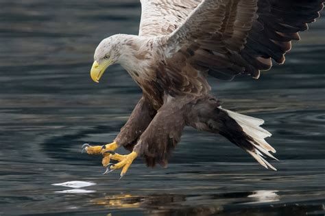 Six white-tailed eagles reintroduced as part of five-year project ...