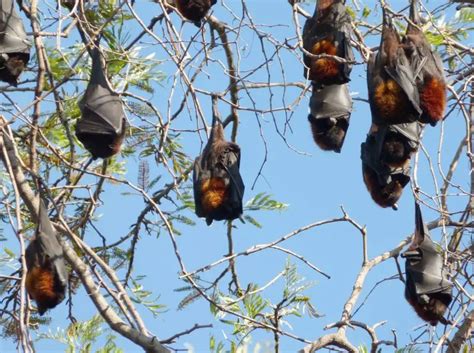 Black Flying Fox - Facts, Diet, Habitat & Pictures on Animalia.bio