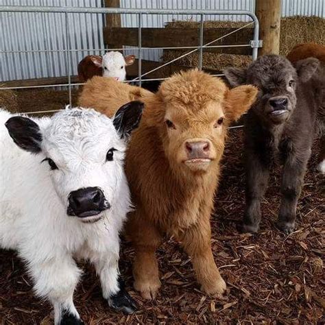 These Fluffy Mini Cows Insanely Adorable And Make Great Pets