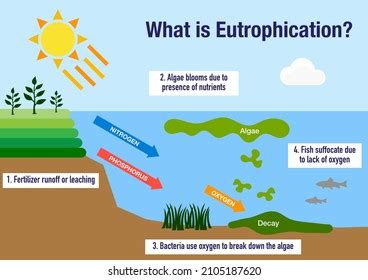 Eutrophication Diagram