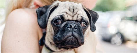 Top 9 Pug Health Problems to Look Out For | Purina