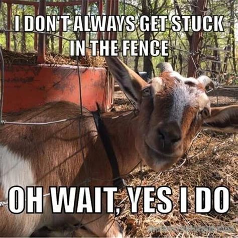 Laugh Out Loud with These Hilarious Goat Memes