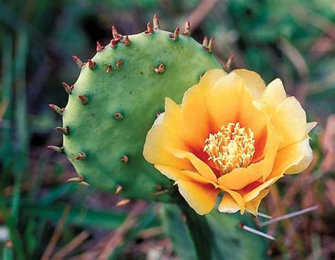 Eastern Prickly Pear | MDC Discover Nature | Prickly pear flowers, Cactus flower, Prickly pear ...