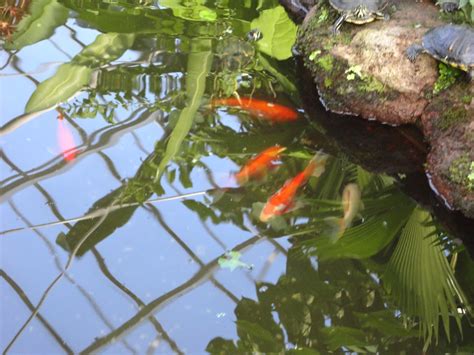 Paradise Florists Blog: Koi Fish Pond