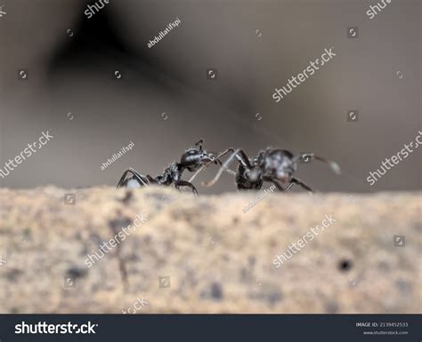 Little Black Ant Bites Another Ants Stock Photo 2139452533 | Shutterstock