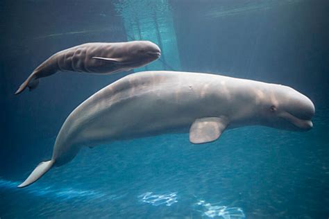 Baby beluga whale born at Chicago's Shedd Aquarium - CSMonitor.com