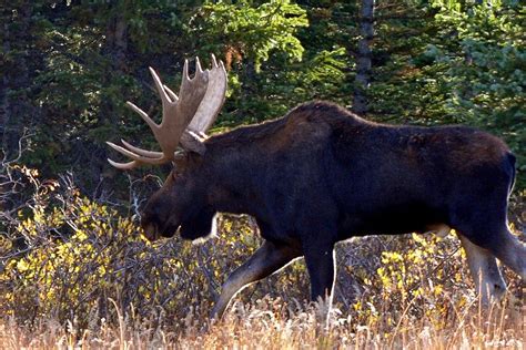 Moose in the Forest Photograph by Marilyn Burton - Fine Art America