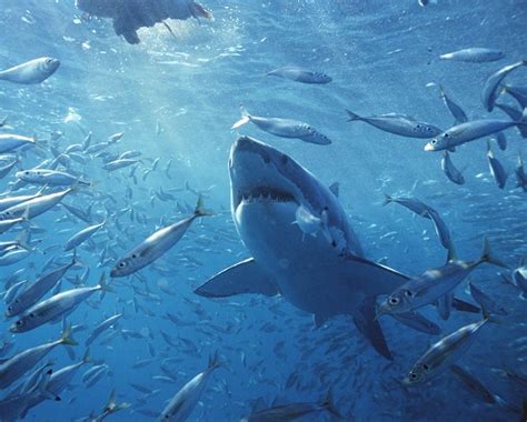 great white sharks habitat