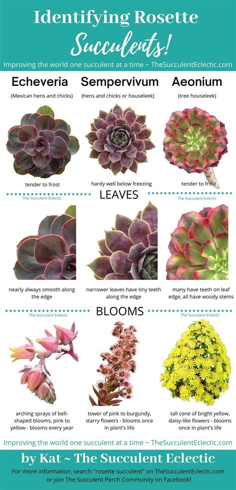 Rosette Succulent Types ~ Identification & [Infographic] | The Succulent Eclectic