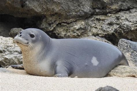 Young female Hawaiian monk seal pup found dead on North Shore of Oʻahu : Kauai Now