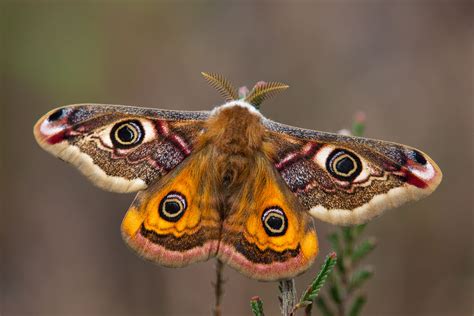 How to Photograph Moths | Nature TTL