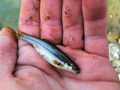 Breeding sand shiner or Bluntnose minnow? : r/whatsthisfish