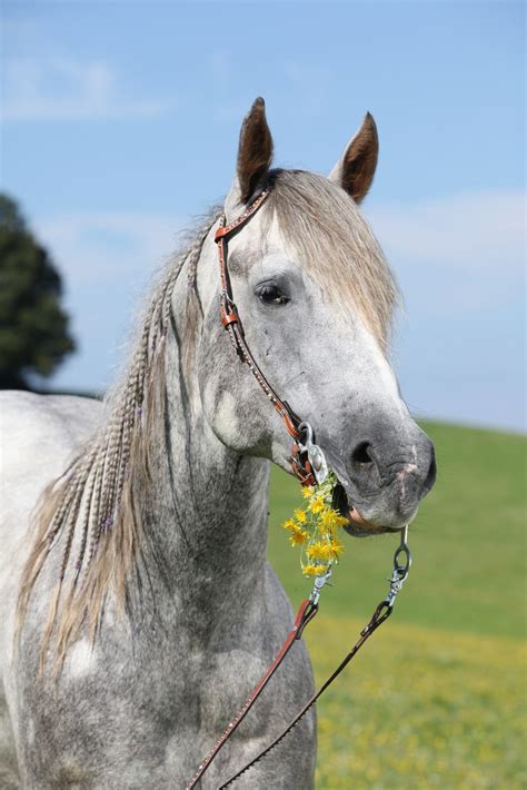 12 Horse Coat Colors: Patterns, Genetics, and Pictures