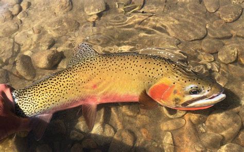 18 Cutthroat Trout Facts - Facts.net