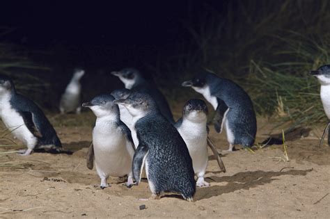 New Zealand Penguins - New Zealand Trails