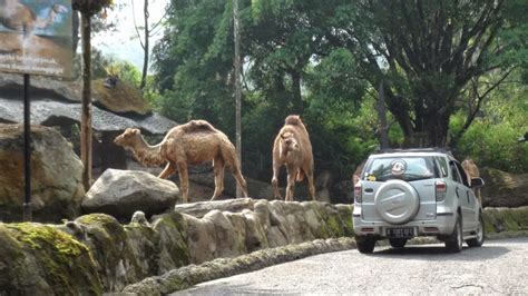 Indonesian Safari Park in Cisarua Bogor | Wonderful Indonesia