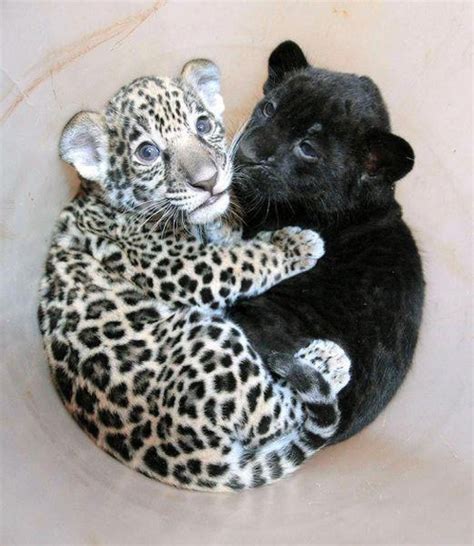 Leopard cubs - leopards Photo (32976611) - Fanpop