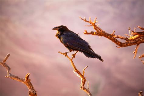 Raven Symbolism and Raven Meaning on Whats-Your-Sign