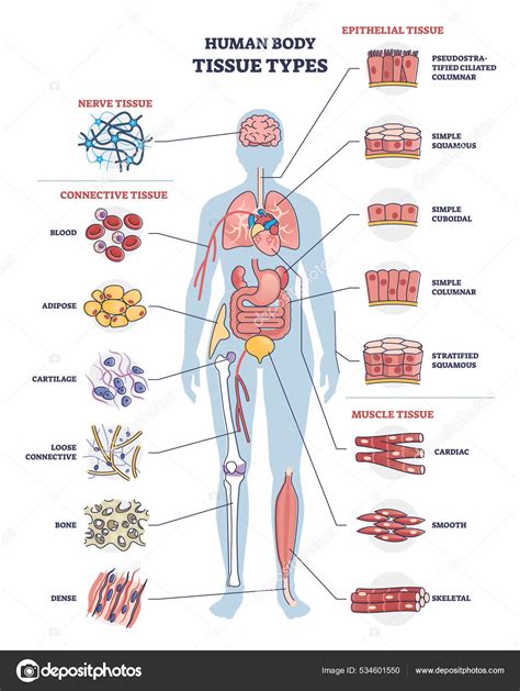 Human body tissue types with nerve, connective and epithelial outline diagram Stock Vector Image ...