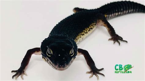 Black Night Leopard Gecko Facts And Care Guide, 57% OFF