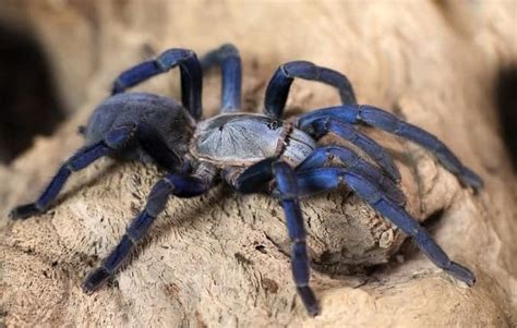 Cobalt Blue Tarantula | Cyriopagopus Lividus [ULTIMATE GUIDE] – thepetsavvy.com