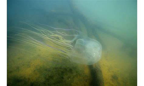 Awesome Box Jellyfish Sting Symptoms wallpaper