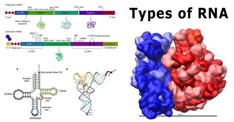 7 Types of RNA with Structure and Functions - Microbe Notes