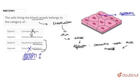 The cells lining the blood vessels belongs to the category of