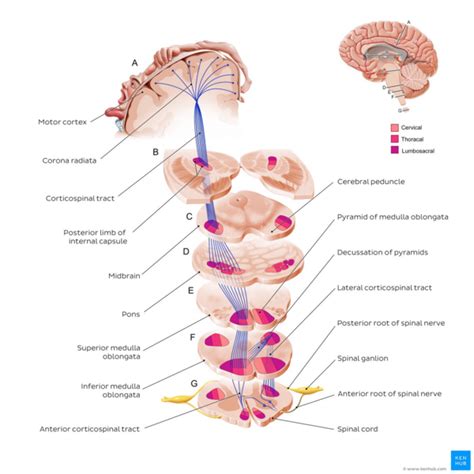 Corticospinal Tract - Physiopedia