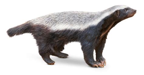 Honey Badger Facts | Honey Badger Diet | DK Find Out