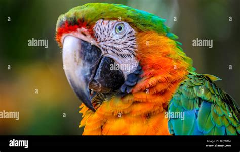 Orange and Green Macaw close-up with blurred background Stock Photo - Alamy