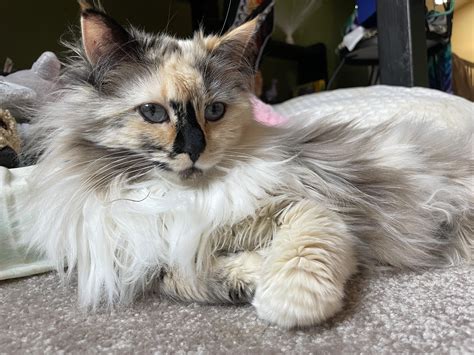 Calico Ragdoll : r/ragdolls