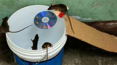 15 Best Homemade Mouse Trap Ideas That Really Work