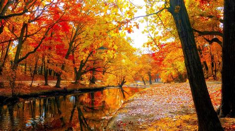 Autumn Trees HD Wallpapers - Wallpaper Cave