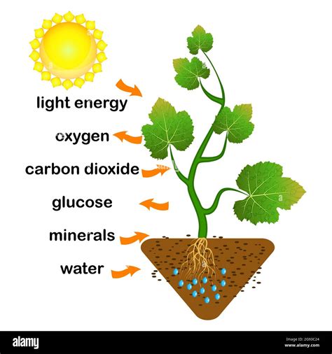 Photosynthesis diagram. Process of plant produce oxygen. Photosynthesis process labelled ...