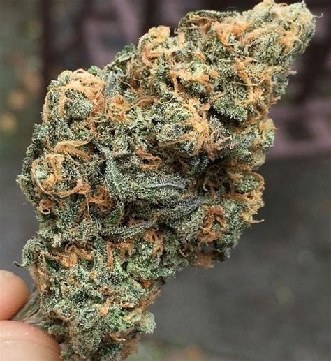 Blue Dream Strain | weed-fans.com