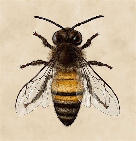 The Victorian Bee | Bee drawing, Insect art, Bee illustration