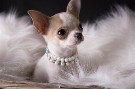 Most Popular of the Small Dog Breeds: Chihuahua Puppies - Furry Babies