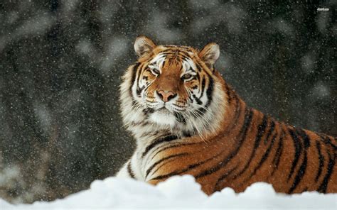 Siberian Tiger Wallpapers - Wallpaper Cave