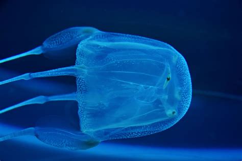 Box jellyfish | Size, Habitat, Venom, & Facts | Britannica