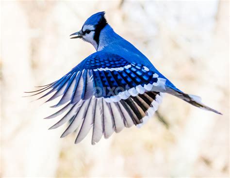 Blue Jay Bird Flying