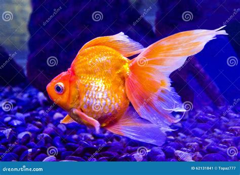 Goldfish carp stock image. Image of ornamental, face - 62131841