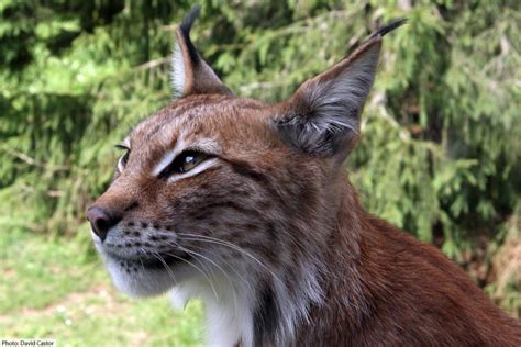 Eurasian Lynx Facts, Pictures, Video & In-Depth Information