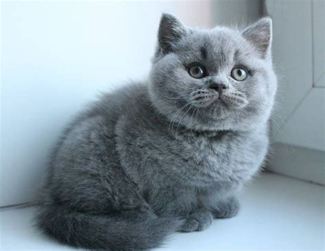 Munchkin Cat Breeds Munchkin Exotic Shorthair - Dogs And Cats Wallpaper