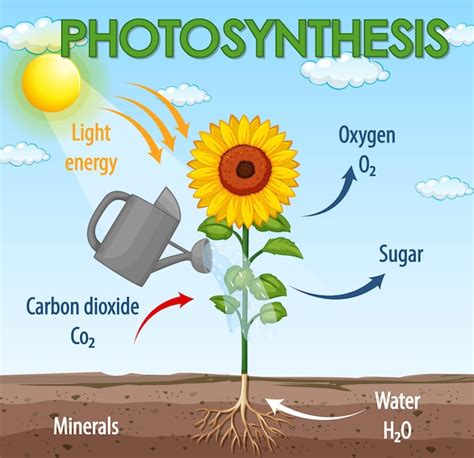 Premium Vector | A vector of plant photosynthesis