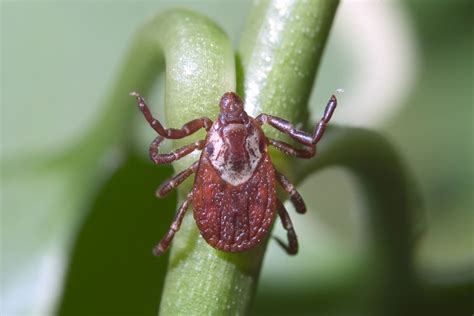 Tick | Taxonomy, Description, Species, & Facts | Britannica