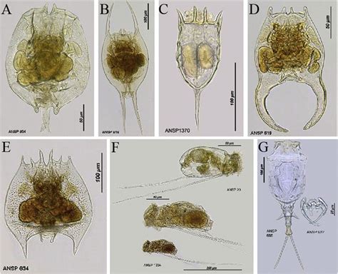 Freshwater Zooplankton Identification Guide