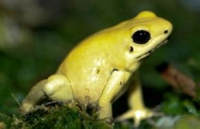 Animals for Kids: Gold Poison Dart Frogs